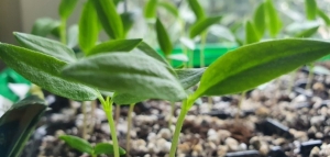 Miért dőlnek meg a palánták? Ezek lehetnek az okok