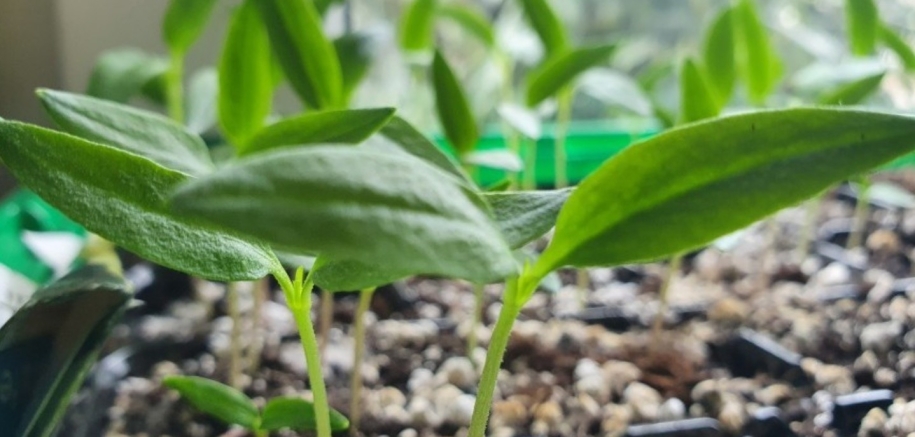 Miért dőlnek meg a palánták? Ezek lehetnek az okok