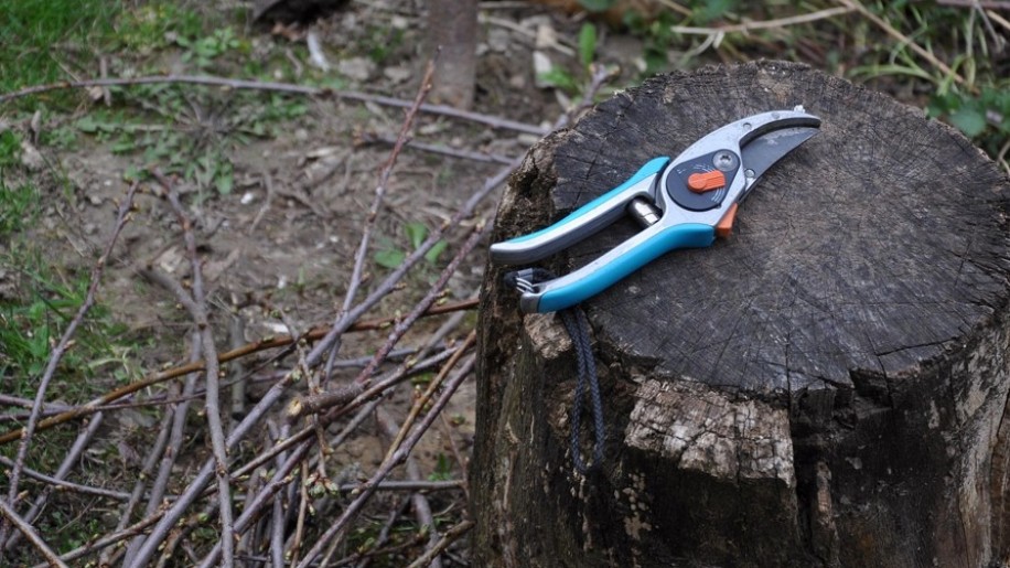 A bőséges termés titka: mikor metssz havazás után, hogy a gyümölcsfa ne károsodjon?