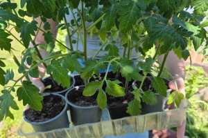 Paradicsompalánta nevelése: így kerüld el a leggyakoribb hibákat!