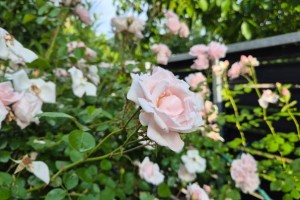 Öreg rózsád van? Így metszd meg