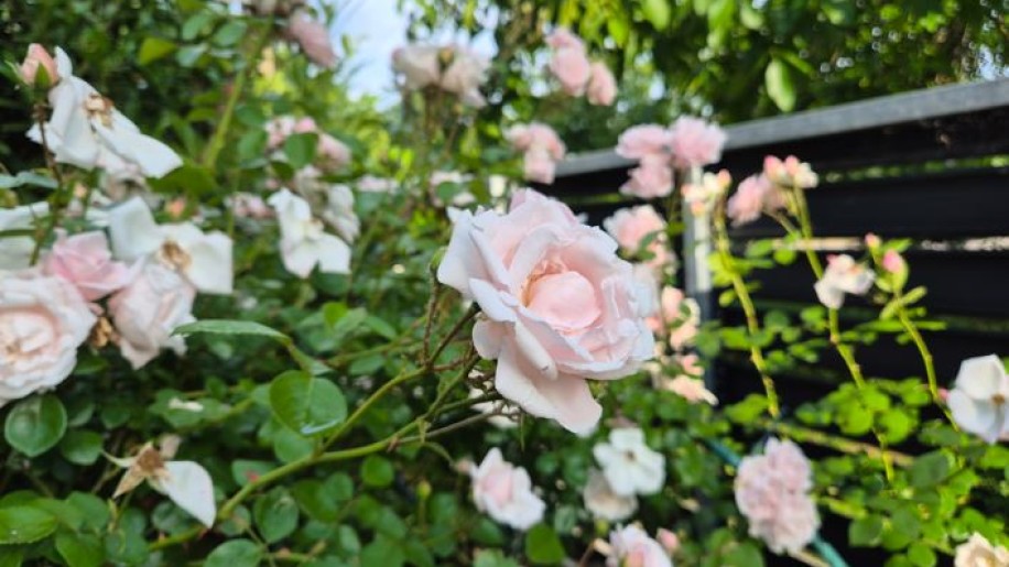 Krizantém: ha ezekre figyelsz, tele lesz virággal