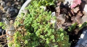 Ez az egyik legjobb talajtakaró, nem nő magasra és locsolni sem kell