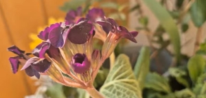 Elvirágzott a primula, mit kell tenni?