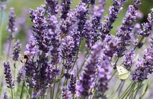 Legyenek színpompás virágok a kertedben és az erkélyeden!