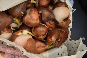 Elfelejtett tulipánhagymák: mit lehet tenni tavasszal?