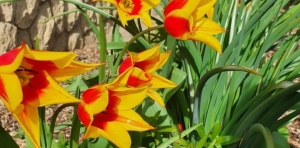 Miért nem virágzik a tulipán? Elmondjuk