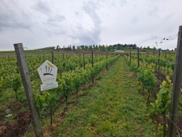 Célzott biológiai tápanyag-utánpótlással a természetesen egészséges szőlőskertekért