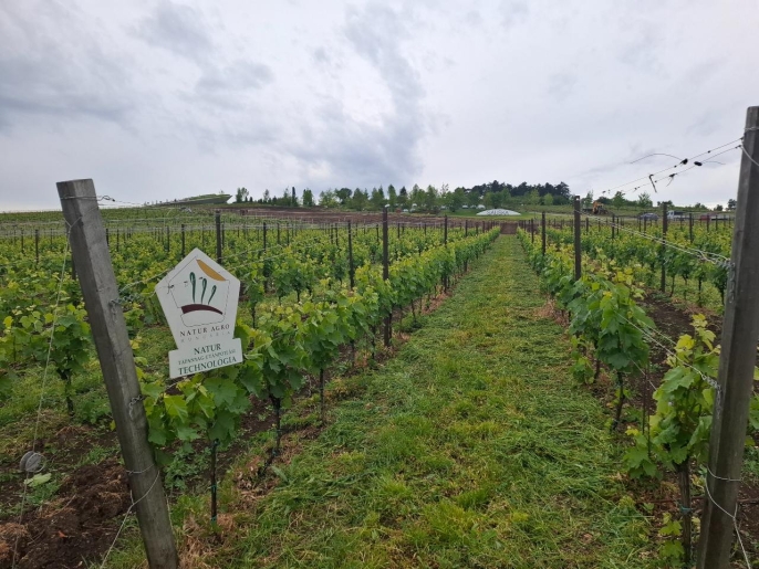 Krizantém: ha ezekre figyelsz, tele lesz virággal