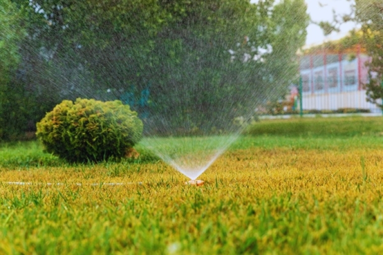 Krizantém: ha ezekre figyelsz, tele lesz virággal