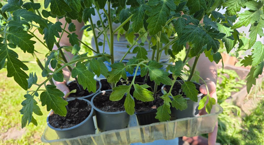 paradicsom, paradicsompalánta, palánta, betegségek-