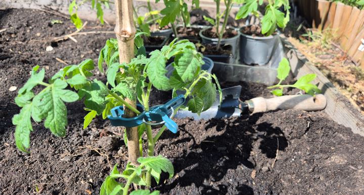 paradicsom, paradicsompalánta, palánta, betegségek-