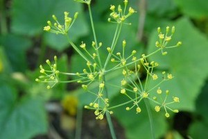 Mi kell egy buja fűszerkerthez?