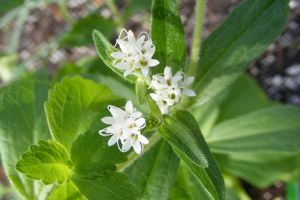 Ismerjük meg a sztíviát!