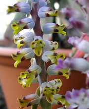 Krizantém: ha ezekre figyelsz, tele lesz virággal