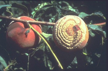 Krizantém: ha ezekre figyelsz, tele lesz virággal