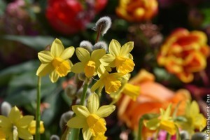Hogyan, milyen mélyre ültessük a tavaszi hagymás virágokat?