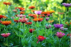 Ez a magyar kiskertek kedvenc nyári virága, ilyen könnyen tartható!