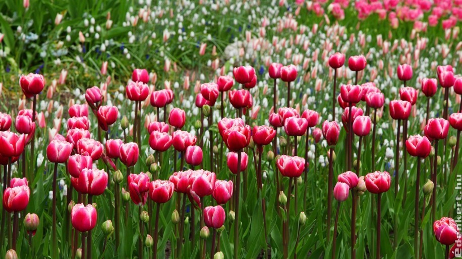 Szeptemberi munka a kertben: most ültess tulipánt, jácintot, nárciszt!