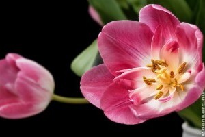 Mit tegyünk az elvirágzott tulipánnal?