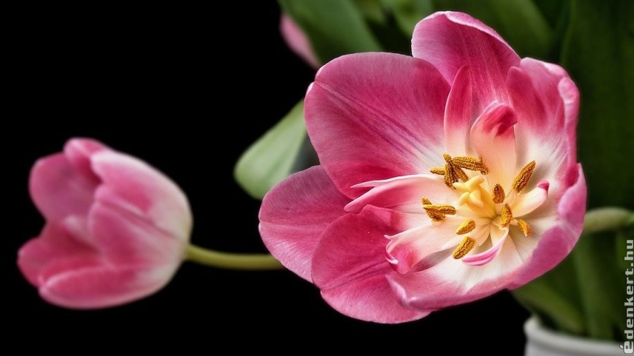 Mit tegyünk az elvirágzott tulipánnal?