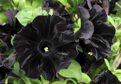 fekete-petunia