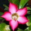 Hogyan gondozzuk a  Sivatagi rózsát (Adenium obesum)?
