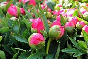Csokorba szedhető virágoskertek! 1. rész