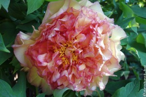 Pünkösdi rózsa (bazsarózsa):ha így metszed, meseszép lesz