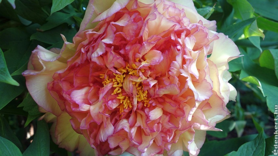 Pünkösdi rózsa (bazsarózsa) ültetése, gondozása