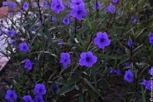 Kék leander (mexikói petúnia): ha ezekre figyelünk, rengeteg virágot hoz