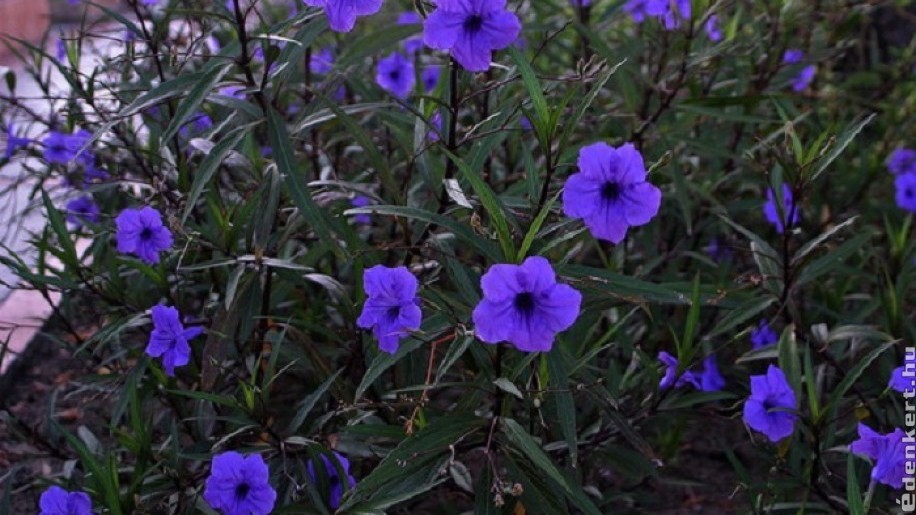 Kék leander (mexikói petúnia) gondozása: ha ezekre figyelünk, rengeteg virágot hoz