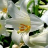 Mit tegyünk, hogy a húsvéti liliomunk ismét virágozzon? 2. rész