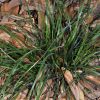 Mit kell tudnunk a sás (Carex) neveléséről?