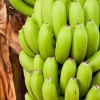 Banánfa ültetése 6 lépésben egyszerűen