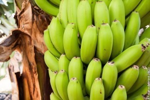 Hogyan ültessünk banánt?