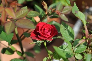 A rózsabokrok gondozása lépésről lépésre - 2. rész