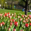 Tavaszi virágok és cserjék listája
