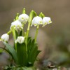 Nyílik a tavaszi tőzike (Leucojum vernum)