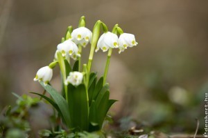 Nyílik a tavaszi tőzike (Leucojum vernum)