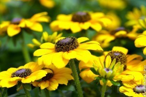 4 pazar sárga virág, ami megtévesztésig hasonlít a napraforgóra