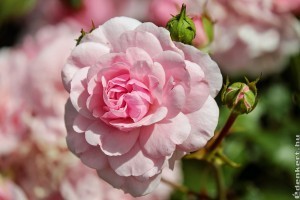 A rózsák metszése (teahibrid, floribunda és bokorrózsák)