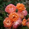 David Austin rózsák és társnövényeik