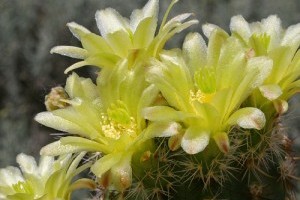 Télálló kaktuszok