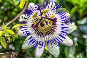 Golgotavirág: drámai szépség a virágoskertből