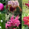 10 gyönyörű évelő virág, amit szeptemberben lehet szaporítani