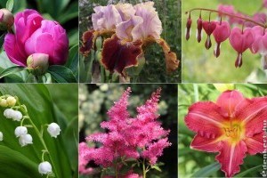 10 gyönyörű évelő virág, amit szeptemberben lehet szaporítani