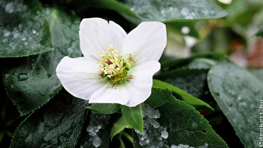 Ez a tél egyik leggyönyörűbb virága