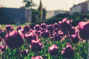 Tulipán mustra: koraitól a későig, botanikai tulipánoktól a kerti hibridekig