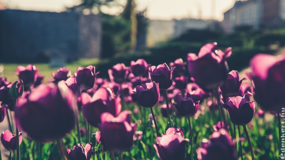 Tulipán mustra: koraitól a későig, botanikai tulipánoktól a kerti hibridekig
